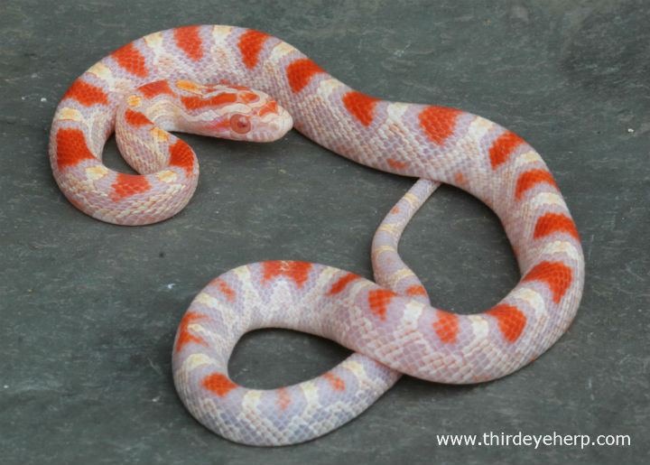 Reverse Okeetee Corn Snake
